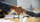 Handshake between two successful business people in the office
